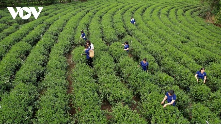 Vietnamese tea and its aspiration to go global